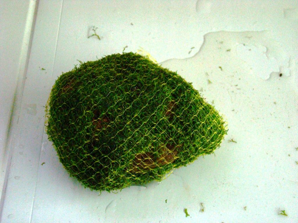 зеленеющий аквариумный камень